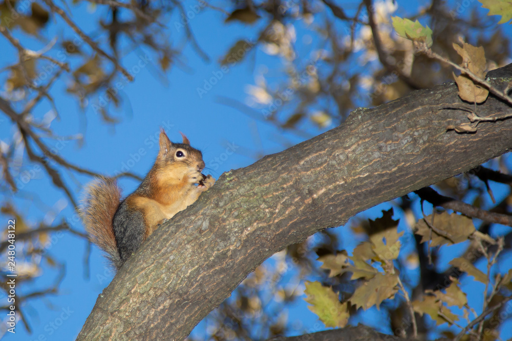 cute squirrel on tree branch cute squirrel on tree branch