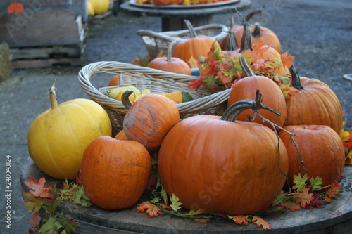 Table of pumpkins
