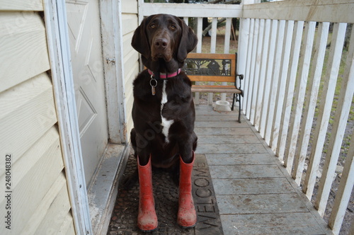 Dog wearing mud boots