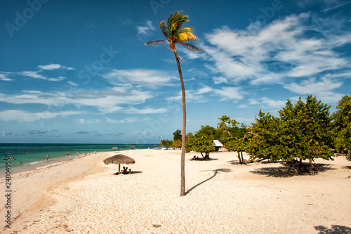 Cononut palm tree at Guardalavaca Beach, Cuba photo