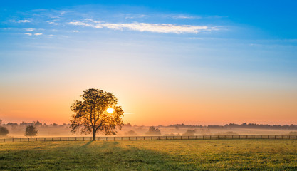 Sunrise Behind a Tree