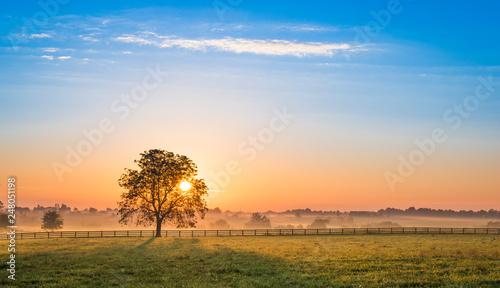 Sunrise Behind a Tree photo
