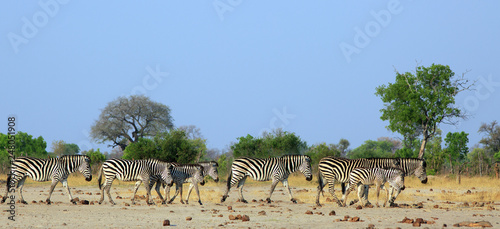 Herd of Plains Zebra walking across the dry arid savannah with a natural bush and hazy blue sky background. Hwange National Park, Zimbabwe