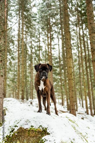 Boxer in winter forest