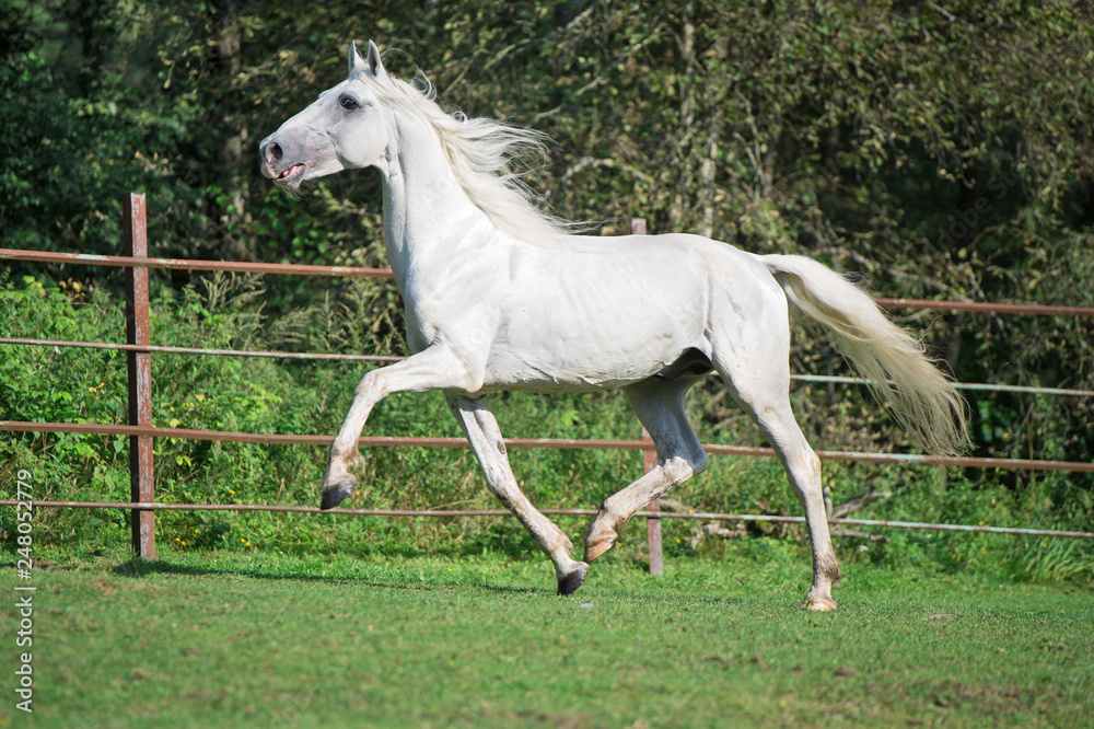Obraz premium running white beautiful Orlov trotter stallion in paddock.