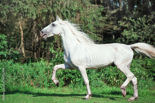  running white beautiful Orlov trotter stallion in paddock.