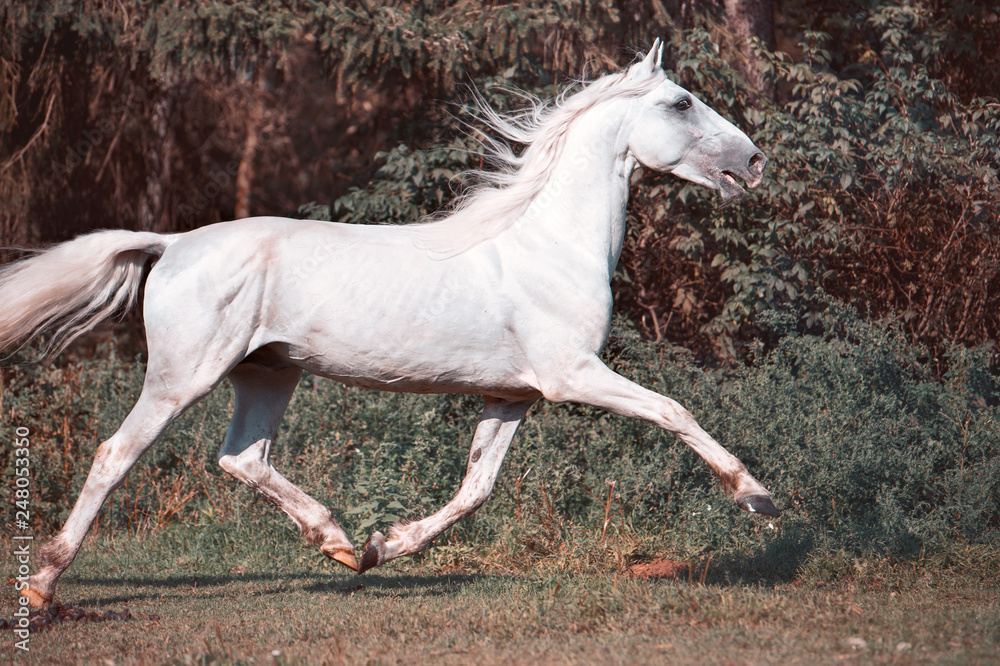 running white beautiful Orlov trotter stallion in freedom. running white beautiful Orlov trotter stallion in freedom.