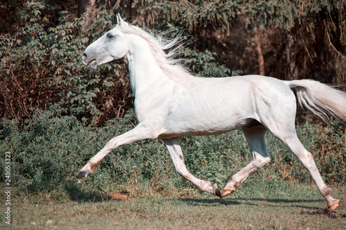  running white beautiful  Orlov trotter stallion in freedom.