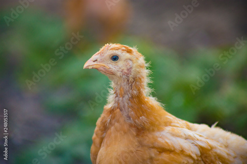 Young chicken on the farm. Shooting on the street.