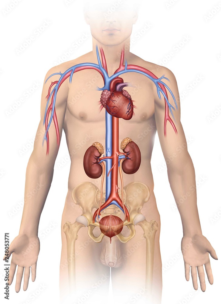 Illustrazione Stock Anatomia y fisiologia del sistema urinario humano |  Adobe Stock