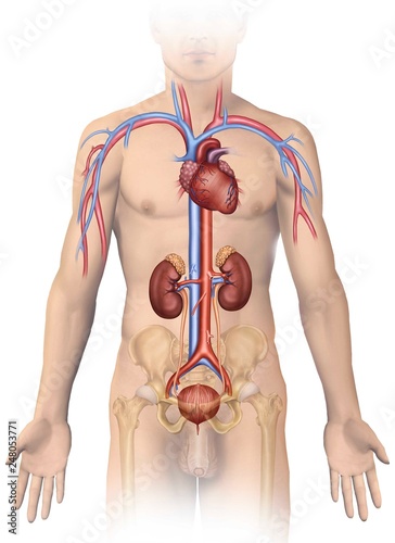 Anatomia y fisiologia del sistema urinario humano photo