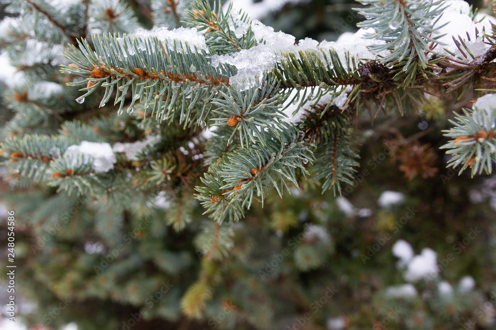 Snow melts on the branches of spruce Snow melts on the branches of spruce