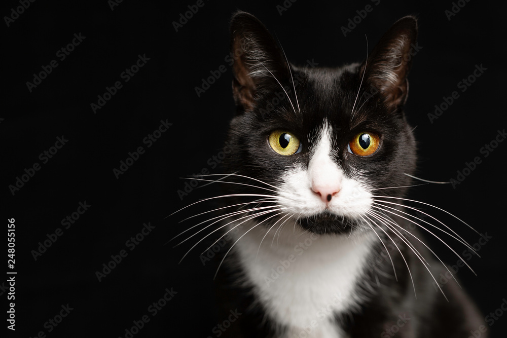 Petit chat noir et blanc avec des yeux vairons