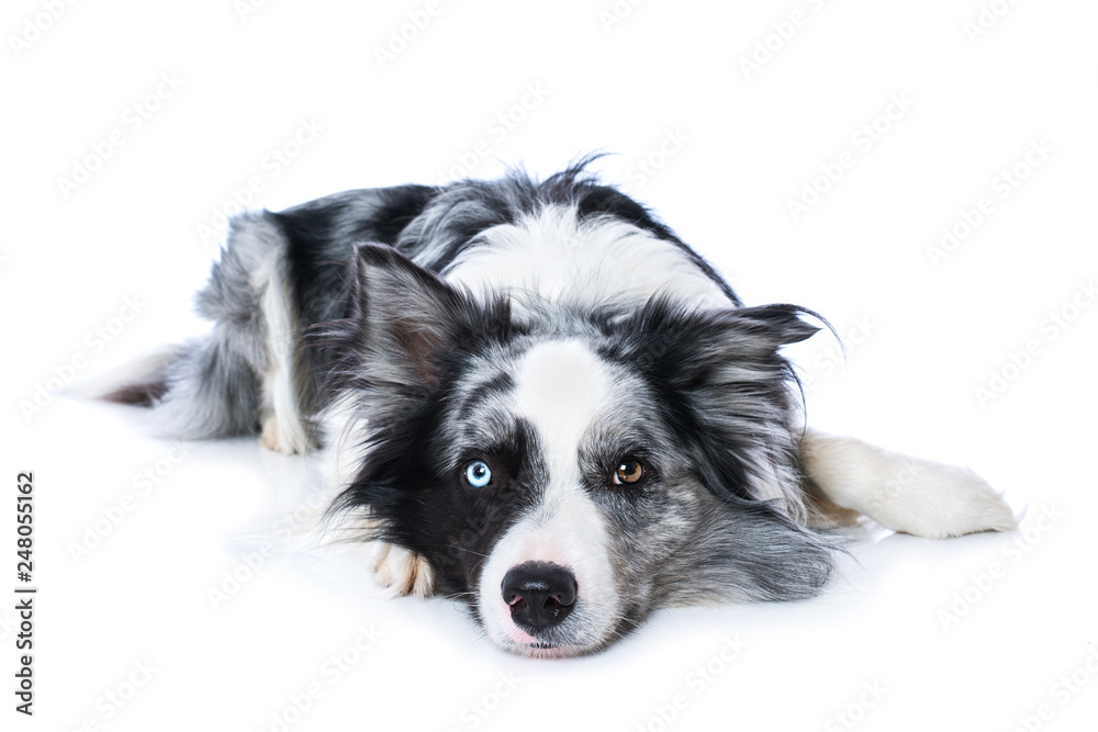 Border collie lying on wite background