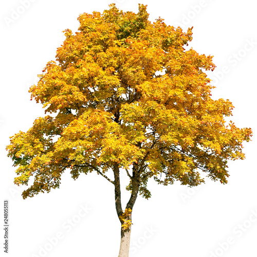 Acer platanoides - Spitz-Ahorn