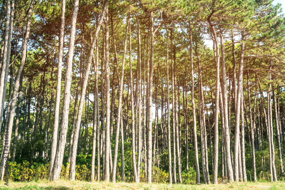 pine forest park natural background texture pine forest park natural background texture