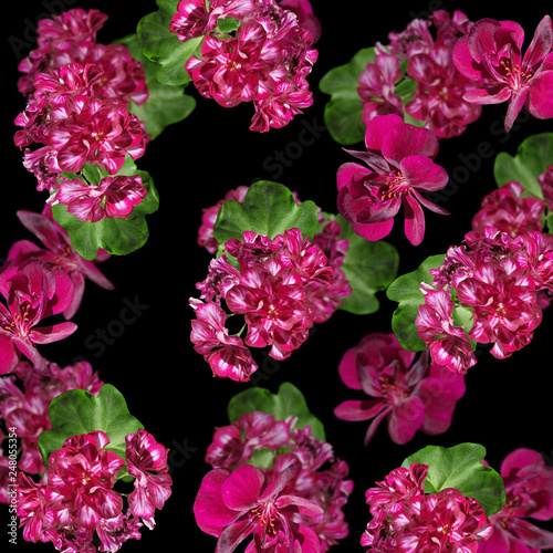 Beautiful floral background of burgundy pelargonium. Isolated  © Ann-Mary