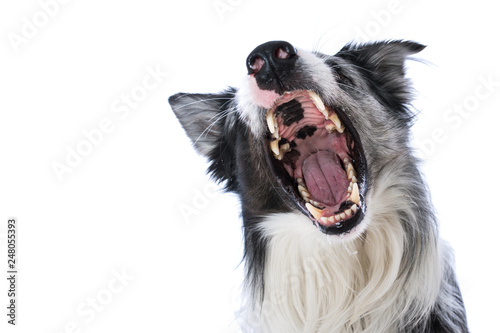 Border collie catches a treat