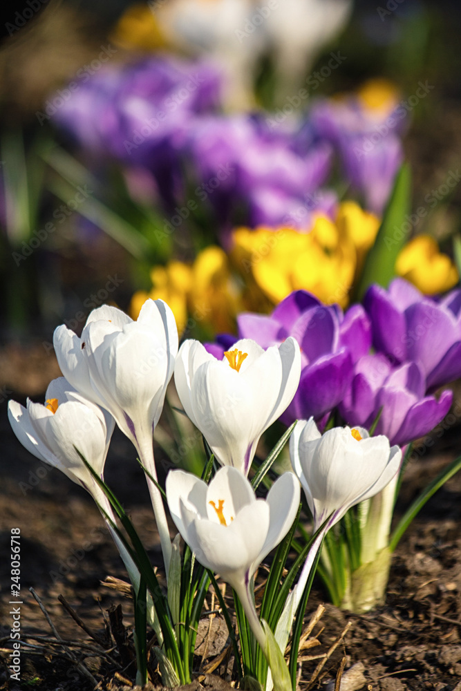 Fototapeta premium crocuses in the garden