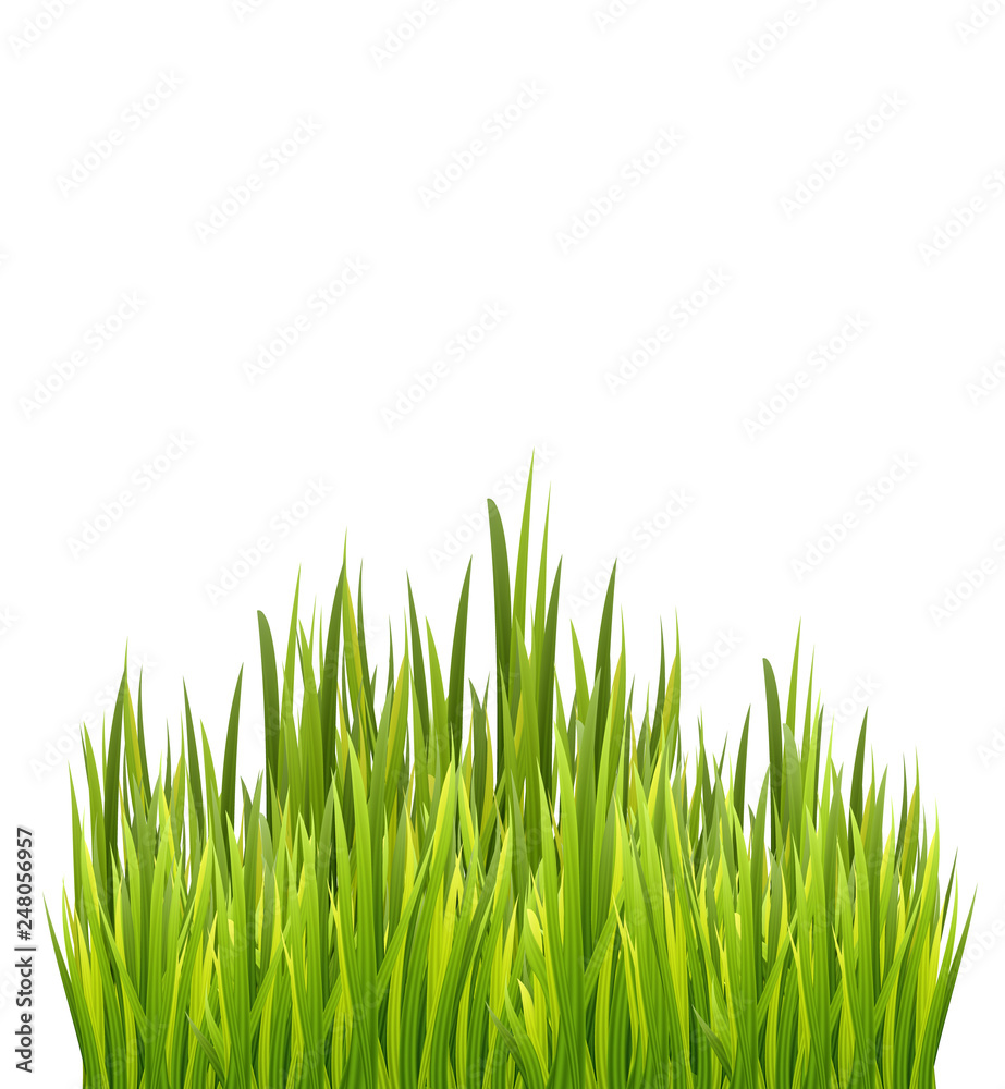 Fresh green grass border isolated on white background. Vector illustration