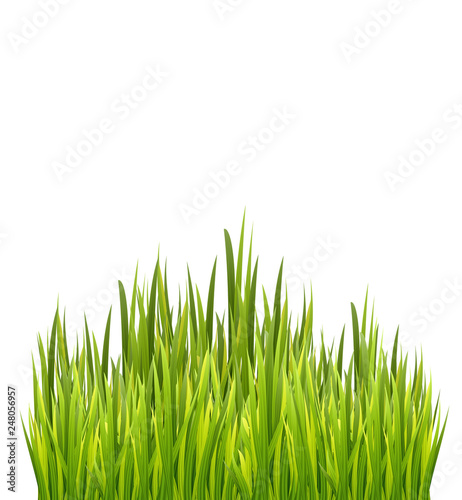 Fresh green grass border isolated on white background. Vector illustration