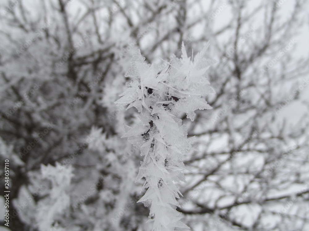 snow covered tree branches