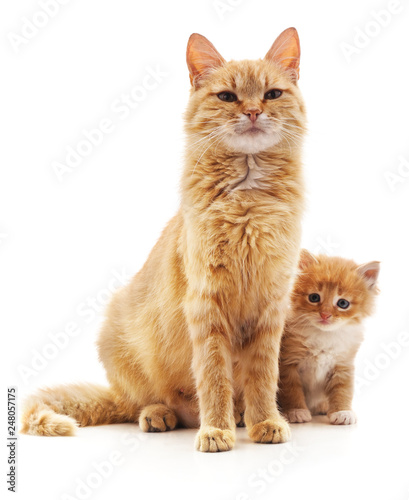 Cat with kitten. © voren1