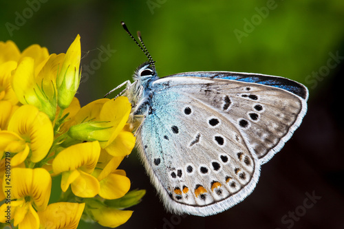 Amanda's blue (Polyommatus amandus) photo