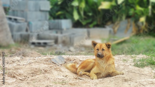 Thai brown dog sleeping on the ground and the background blurred.While rabies is pervasive.