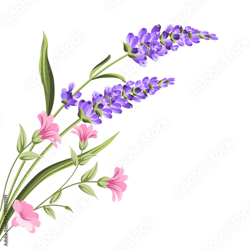 Fototapeta Naklejka Na Ścianę i Meble -  Elegant card with lavender flowers in watercolor paint style. The lavender frame and text. Lavender bouquet for your text presentation. Vector illustration.
