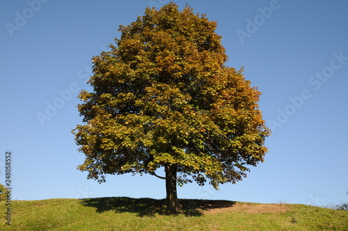 Acer pseudoplatanus - Berg-Ahorn