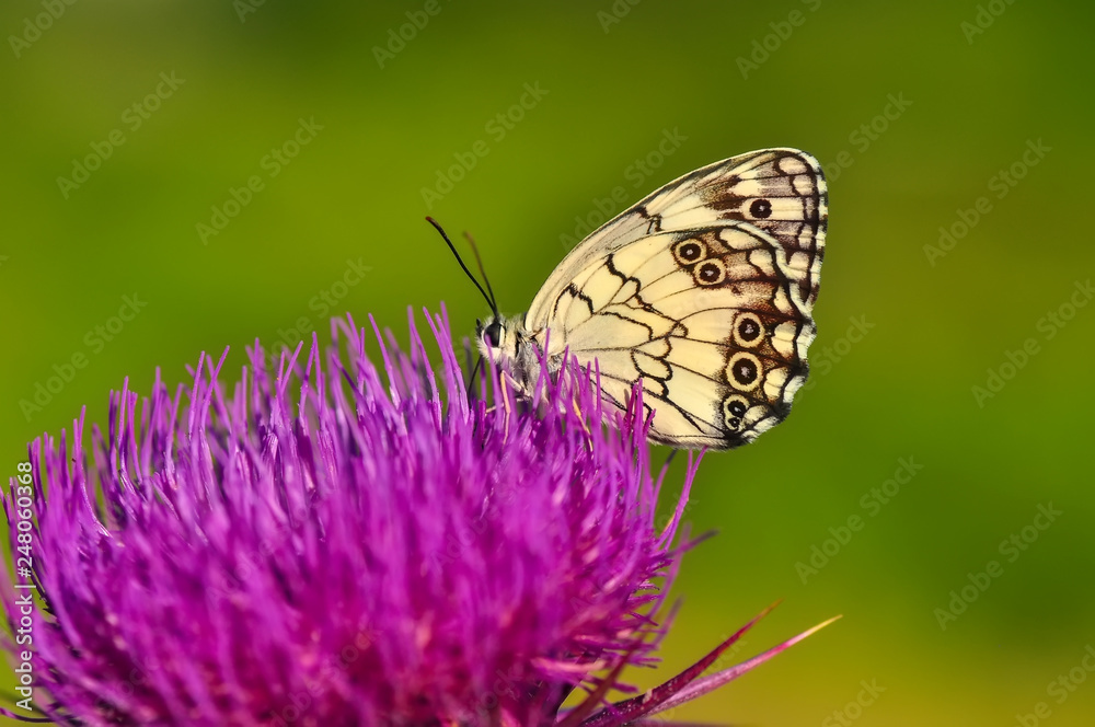 Closeup beautiful butterfly sitting on flower Closeup beautiful butterfly sitting on flower