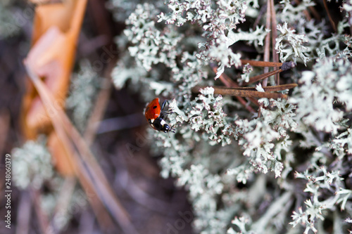 Ladybug in the moss closeup © Alexey Kartsev