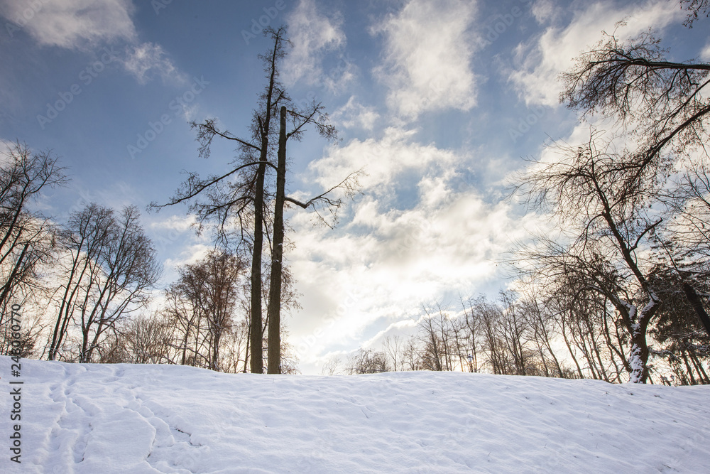 winter landscape with trees and blue sky winter landscape with trees and blue sky