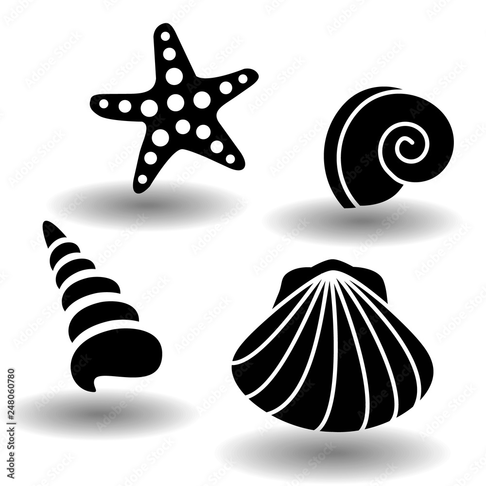 Shells Black And White