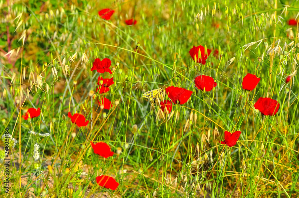 Fototapeta premium Closeup beautiful butterfly sitting on flower