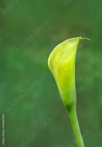 Bud of a pitcher like looking flower