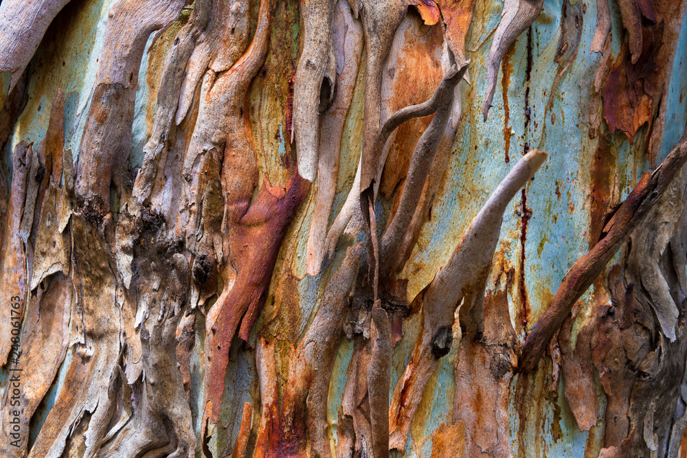 Eucalyptus tree bark texture, colourful natural abstract pattern