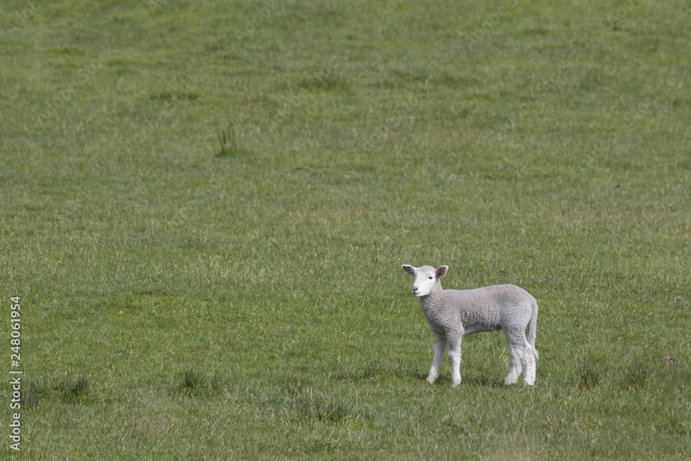 Australian spring lamb stands in open field in Tasmania Australian spring lamb stands in open field in Tasmania