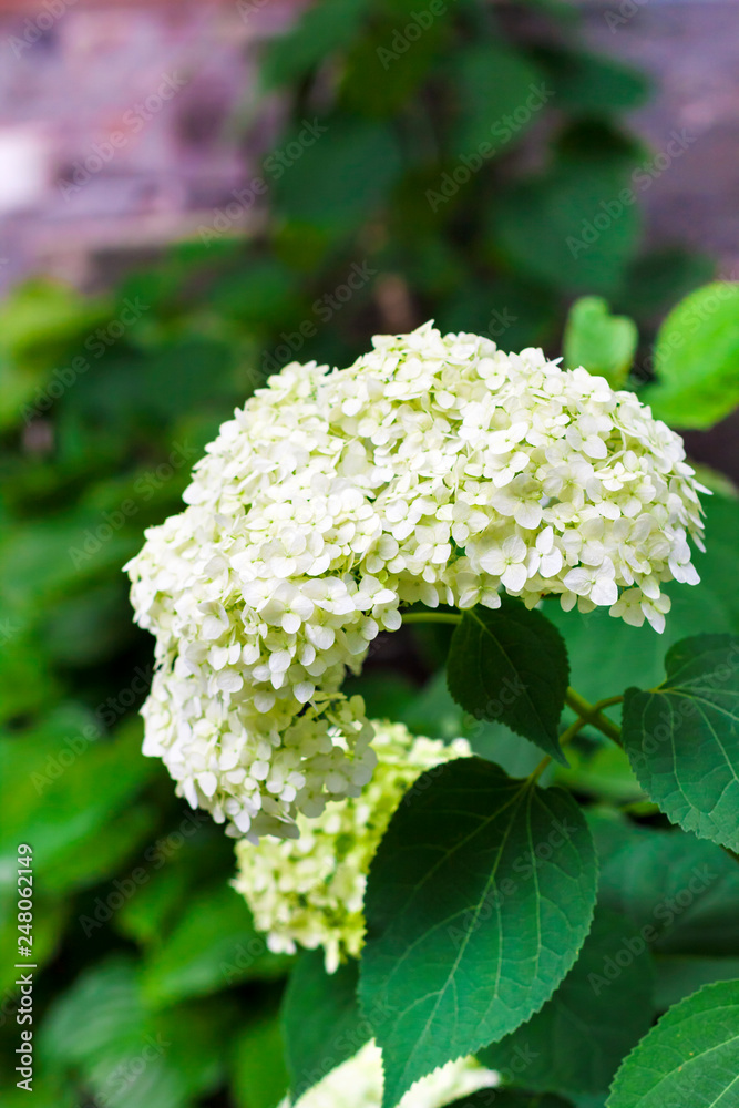 Blooming white Annabelle Hydrangea arborescens Blooming white Annabelle Hydrangea arborescens