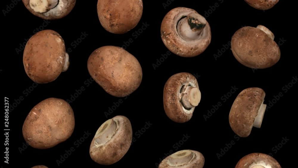 Realistic render of falling chestnut mushrooms on black background. The video is seamlessly looping, and the 3D objects are scanned from real mushrooms.