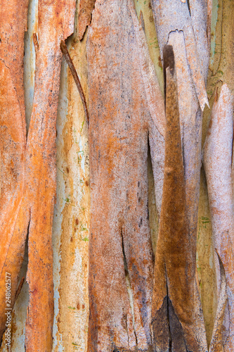 Eucalyptus tree bark texture, colourful natural abstract pattern