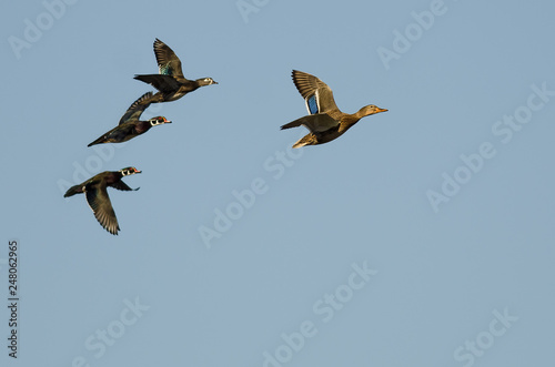 Mallard Duck Leading a Small Group of Wood Ducks as They Fly in a Blue Sky