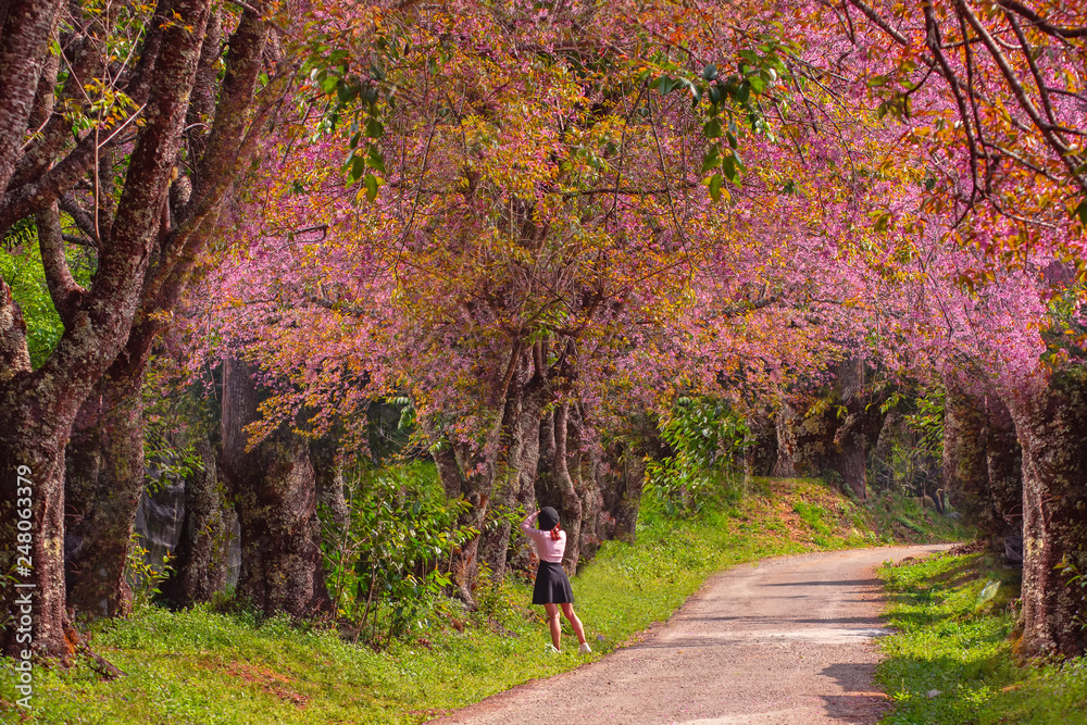 Cherry blossom on spring in the morning at north of Thailand, Place name Khun Wang located at Chiang Mai province.