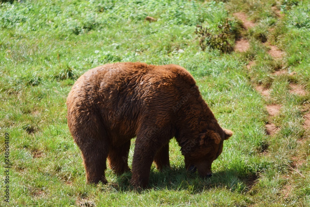 oso 