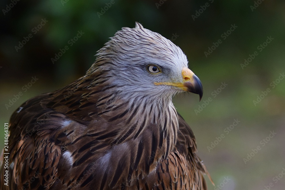 aguila aguila