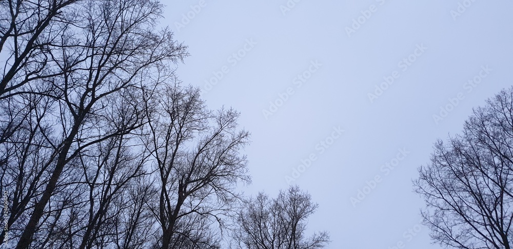 Branches without leaves. Trees in winter. Bare branches. Branches without leaves. Trees in winter. Bare branches.