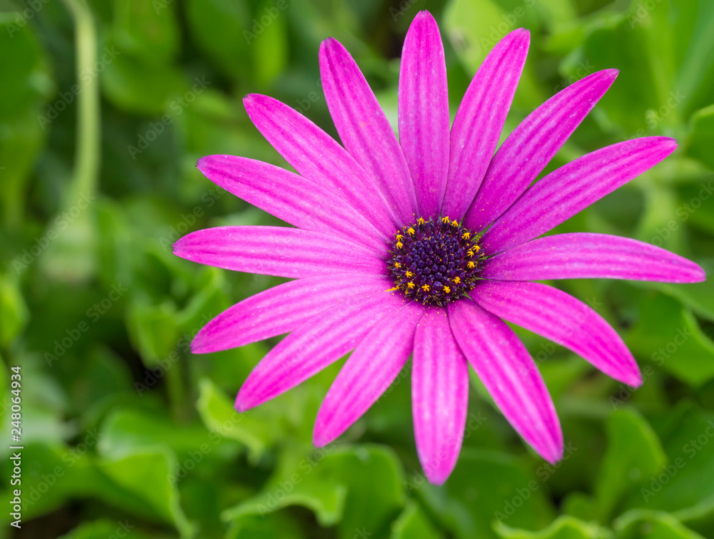 Close of bright pink Purple African Daisy, Osteospermum Ecklonis on green bokeh background, selective focus, vivid colors Close of bright pink Purple African Daisy, Osteospermum Ecklonis on green bokeh background, selective focus, vivid colors