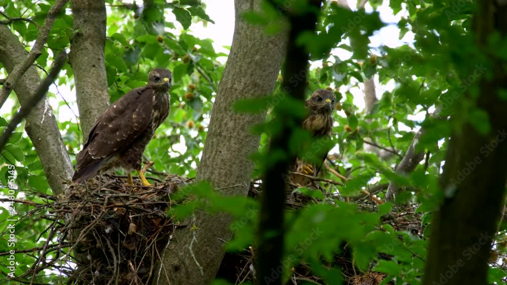 Common buzzard (Buteo buteo) bringing prey to chicks Common buzzard (Buteo buteo) bringing prey to chicks