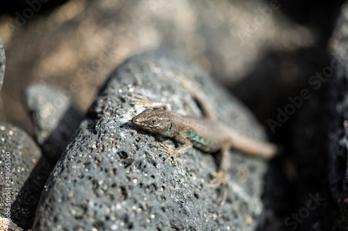 Canary small lizard basks in the sun.